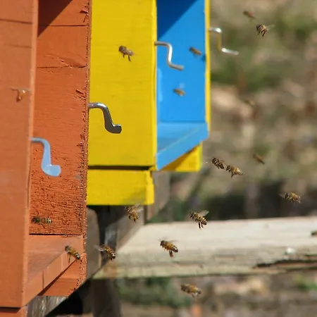 فندق مبيت وإفطار Angio Nel Cere