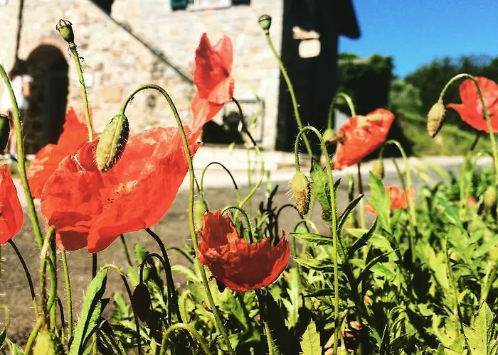 Angio Nel Cere Bracelli